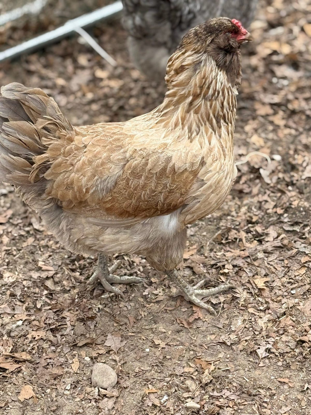 Ameraucana - Live Bird