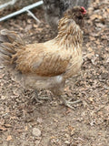 Ameraucana - Live Bird