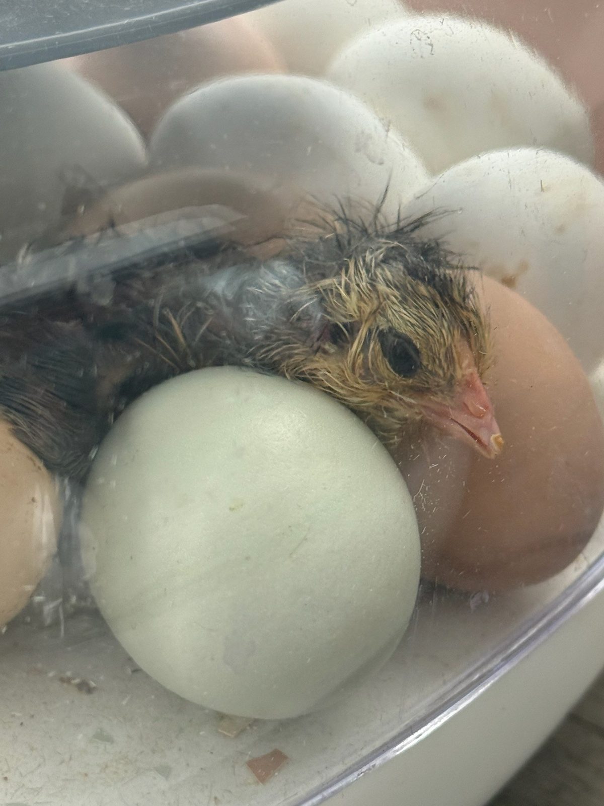 Ameraucana Hatching Eggs