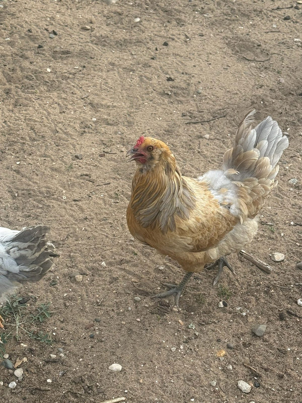 Ameraucana - Live Bird