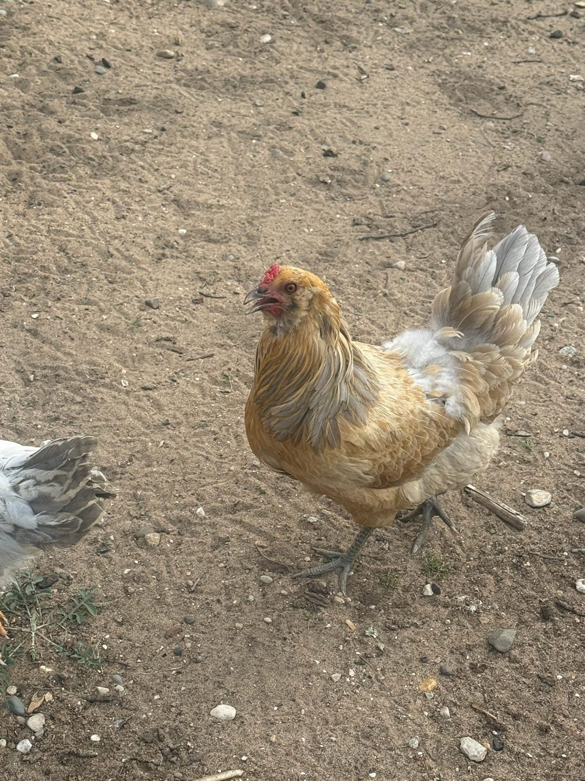 Ameraucana - Live Bird