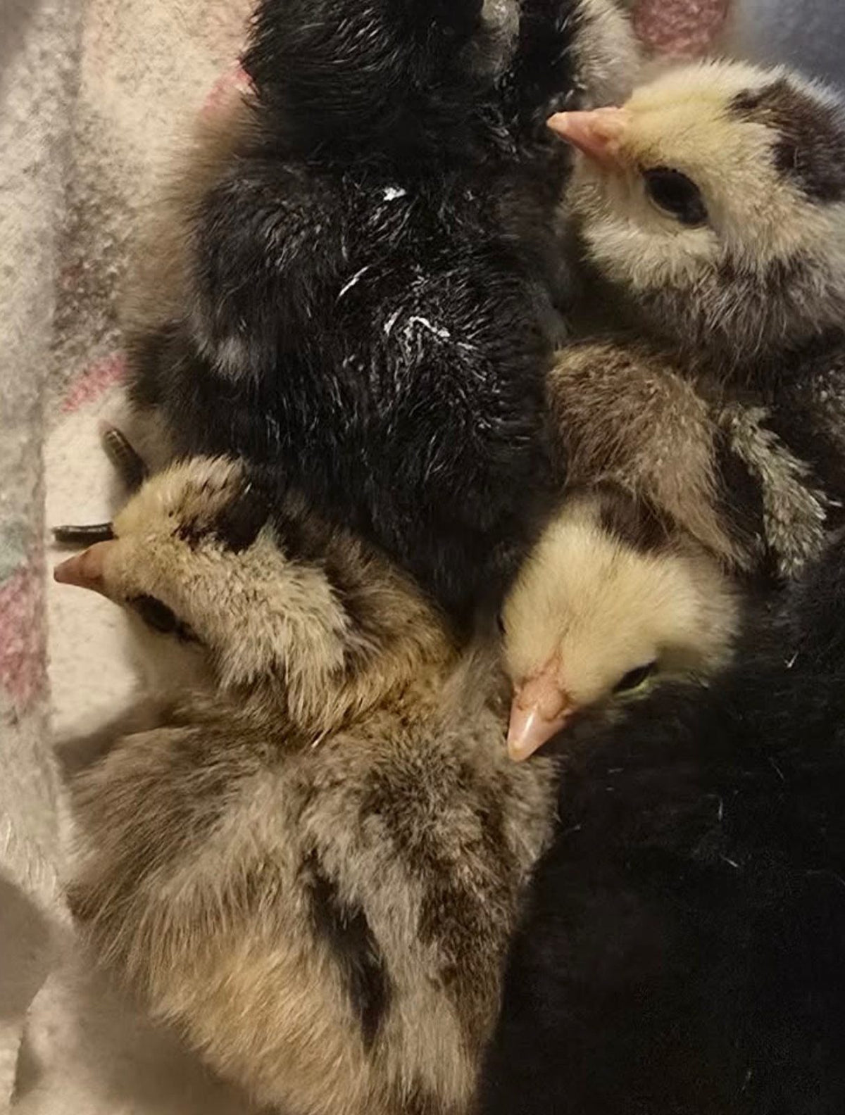Ayam Cemani - Day-Old Chick