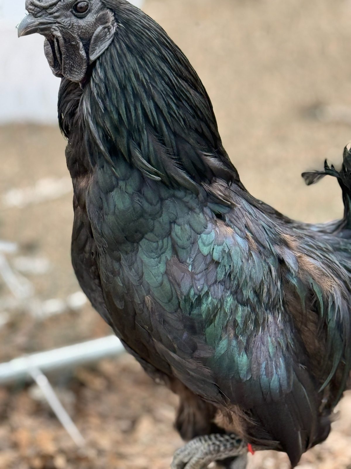 Ayam Cemani - Live Bird