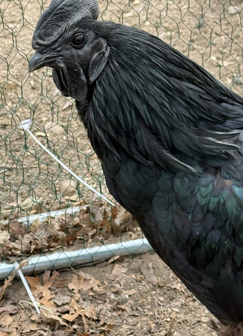 Ayam Cemani - Live Bird