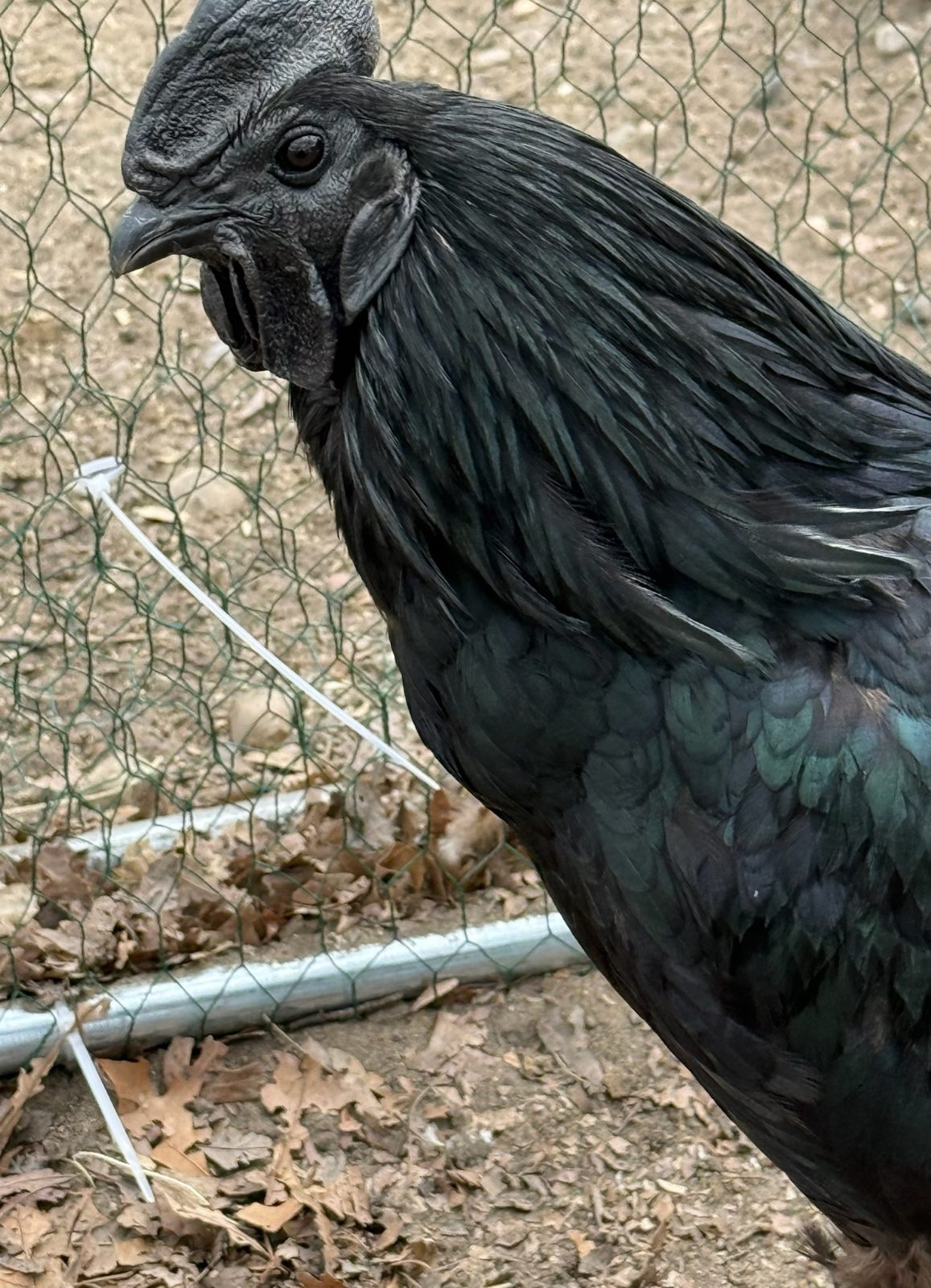 Ayam Cemani - Live Bird