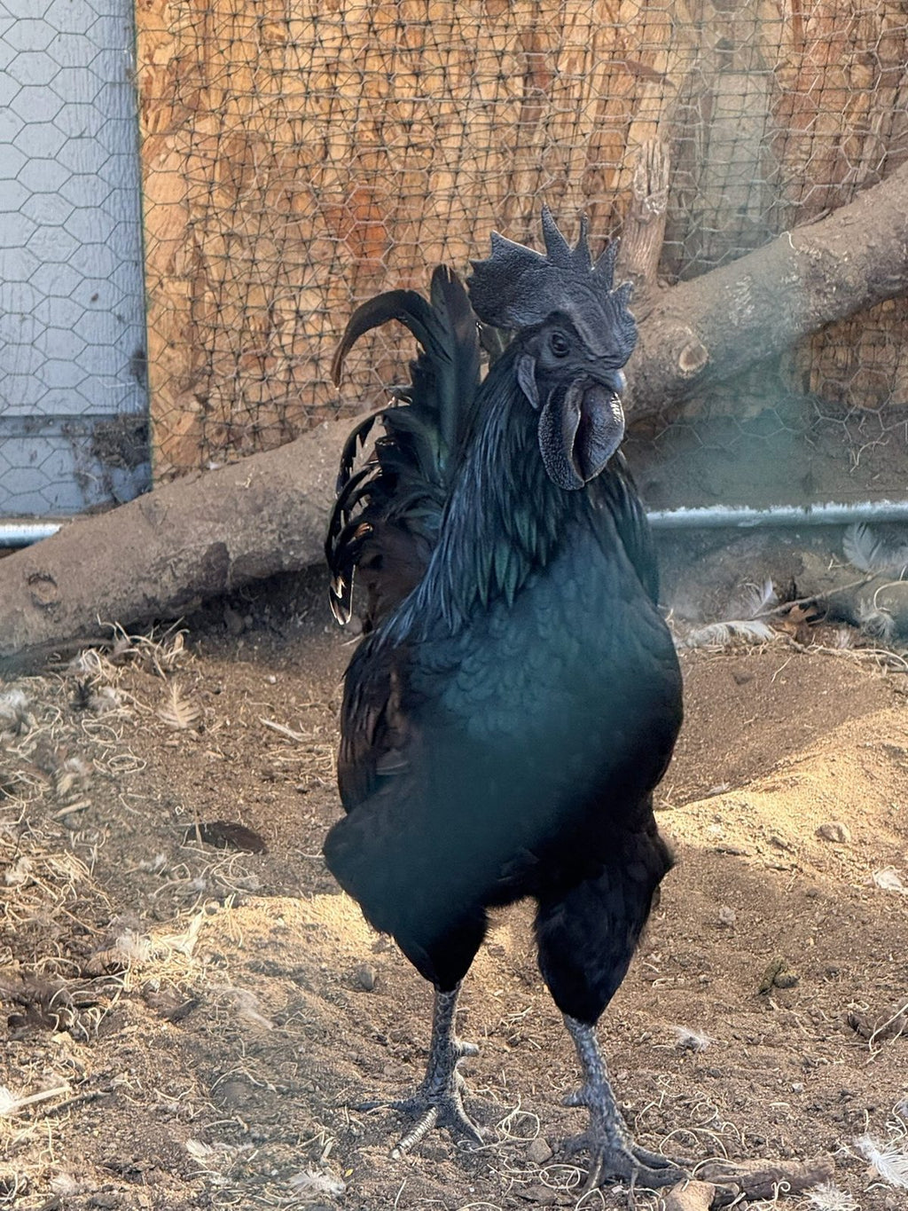 Ayam Cemani - Live Bird