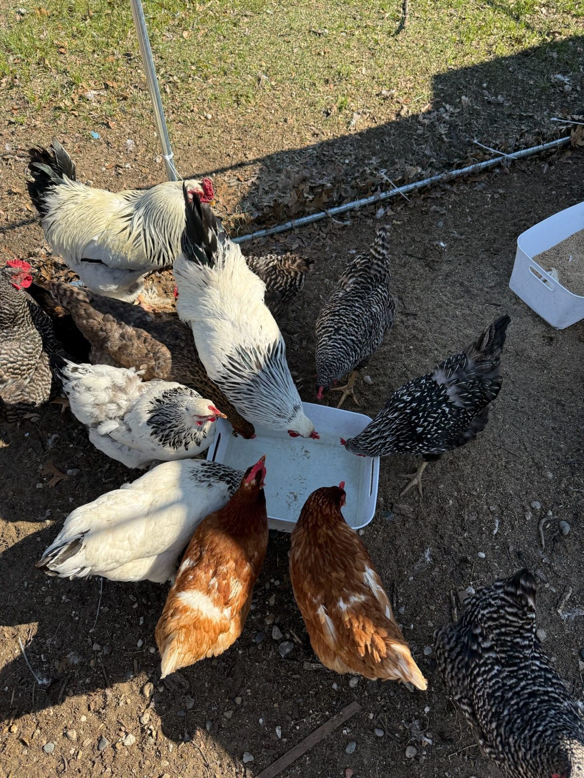 Barnyard Mix - Live Bird