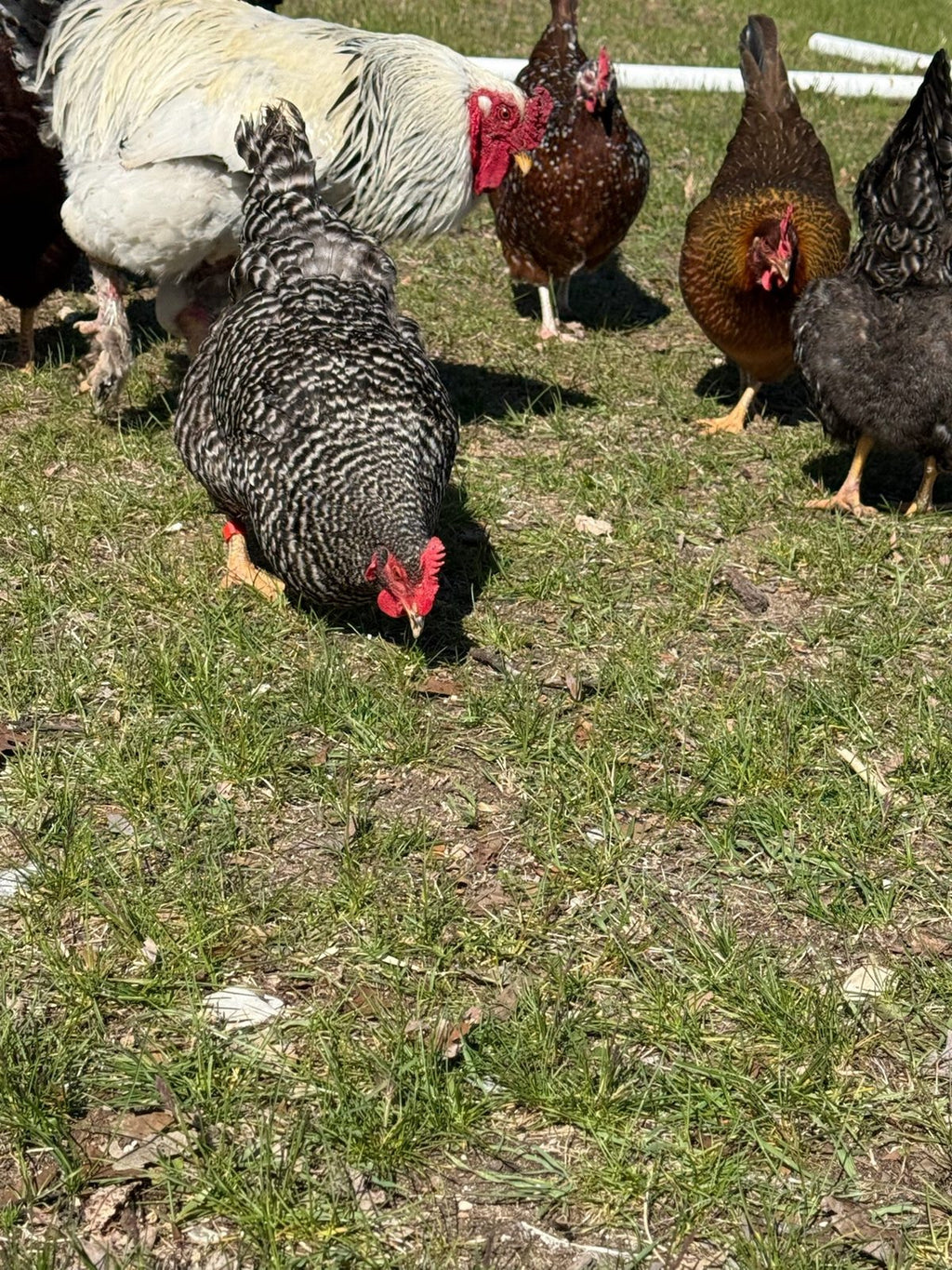 Barnyard Mix - Live Bird