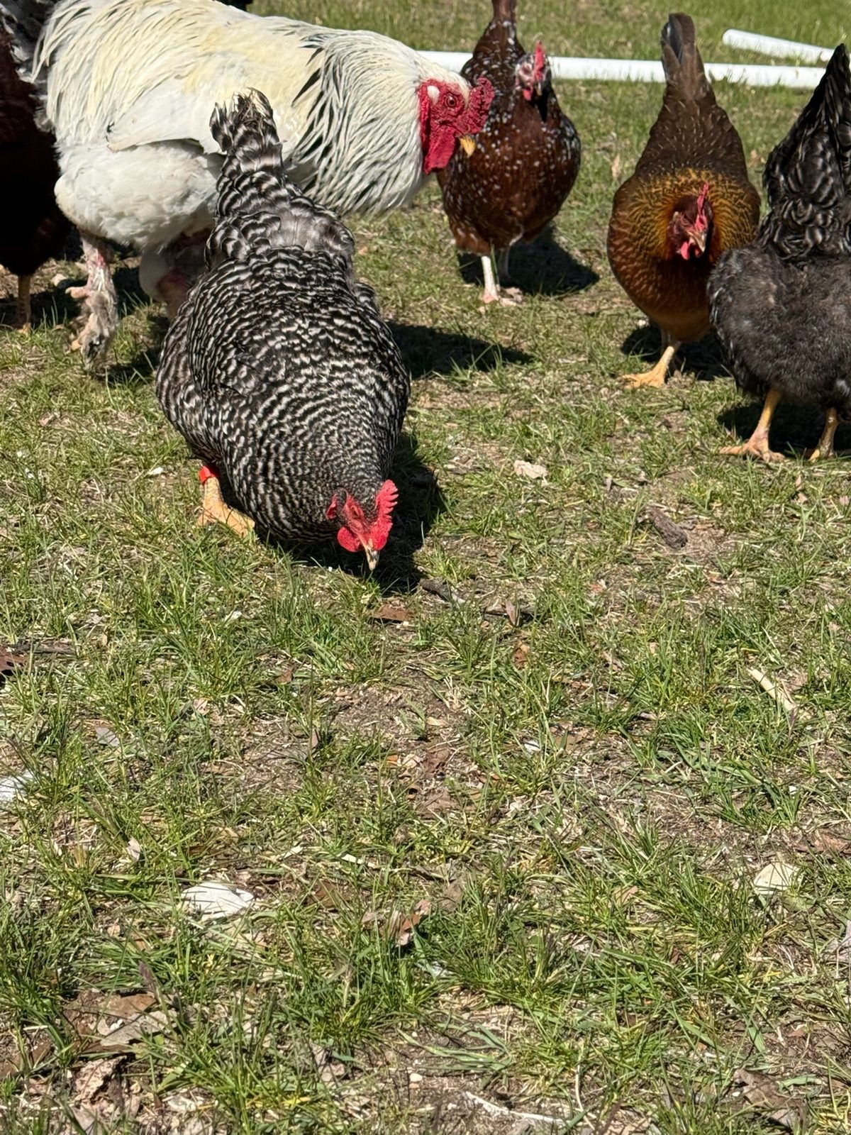 Barnyard Mix - Live Bird