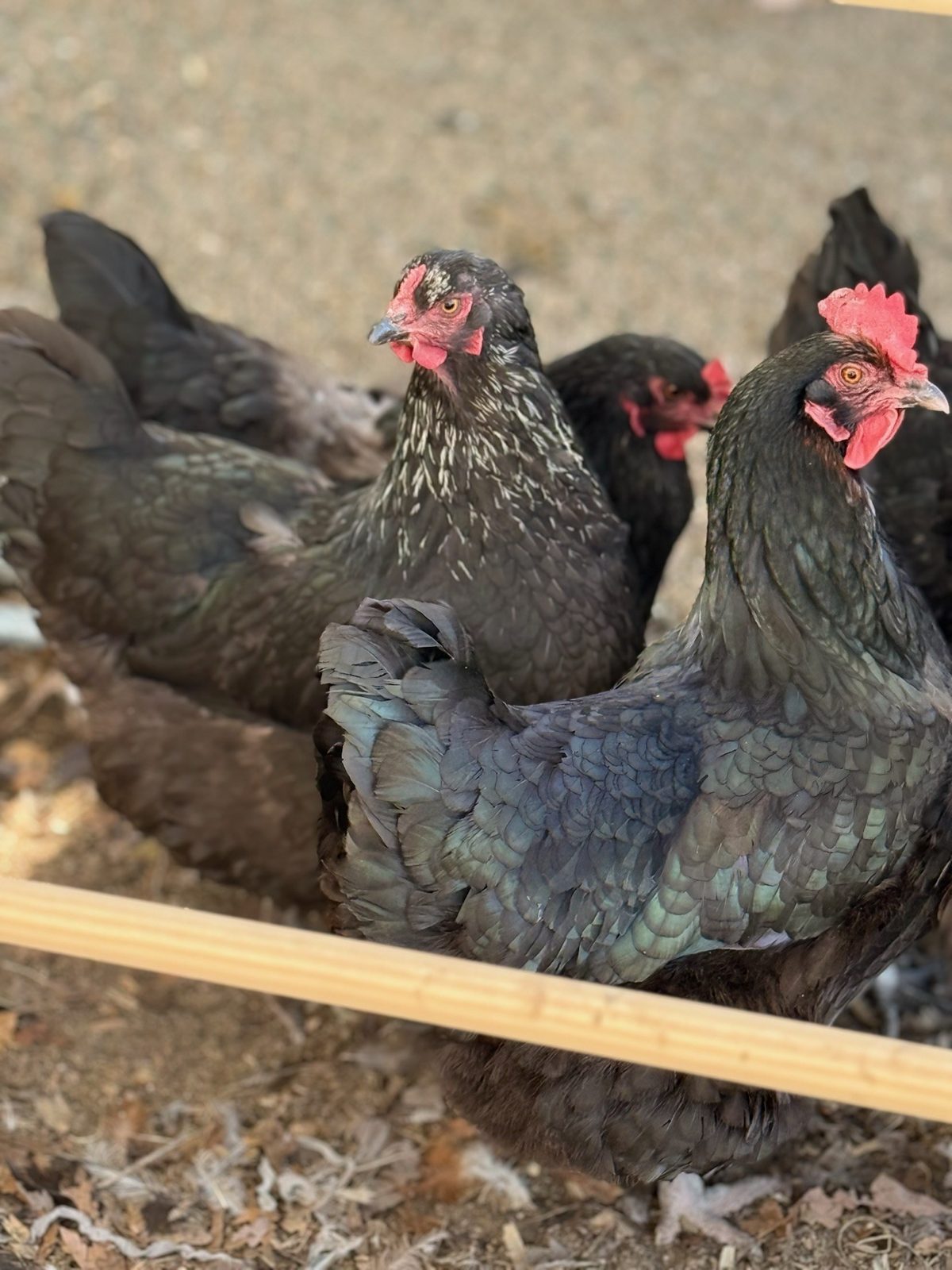 Barnyard Mix - Live Bird