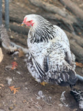 BrahmaCana - Live Bird