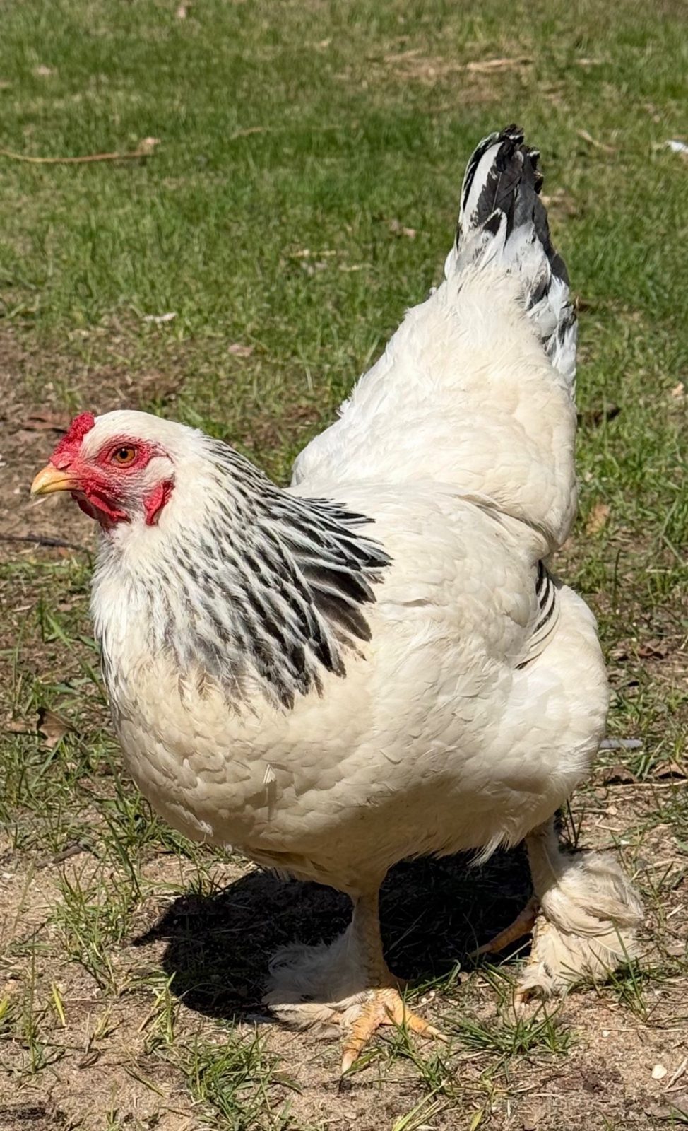 Light Brahma - Live Bird
