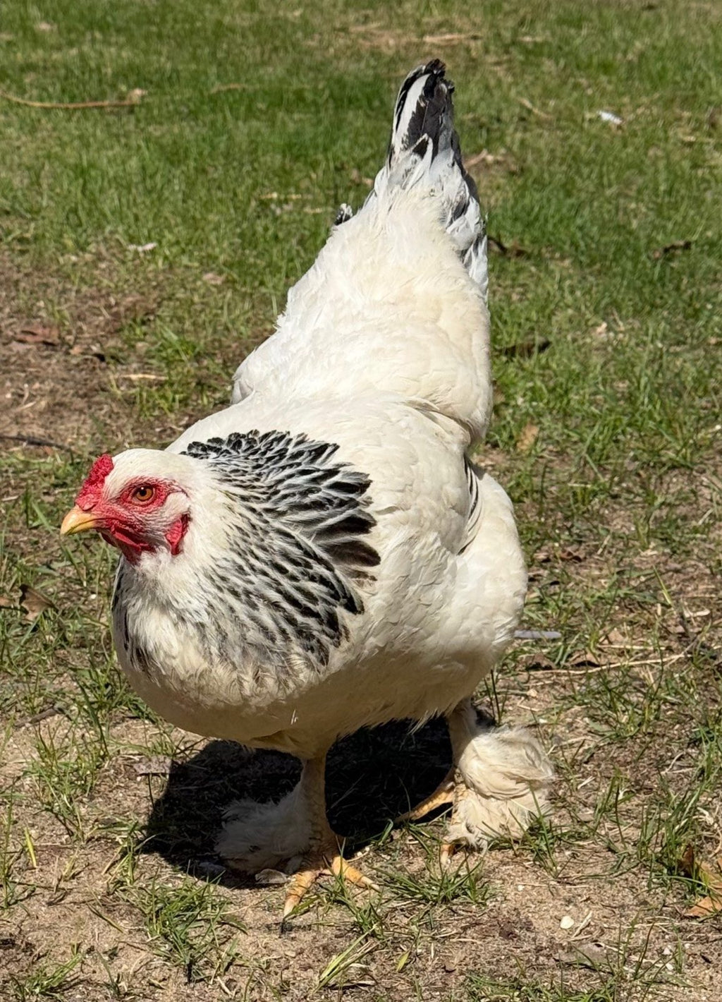 Light Brahma - Live Bird