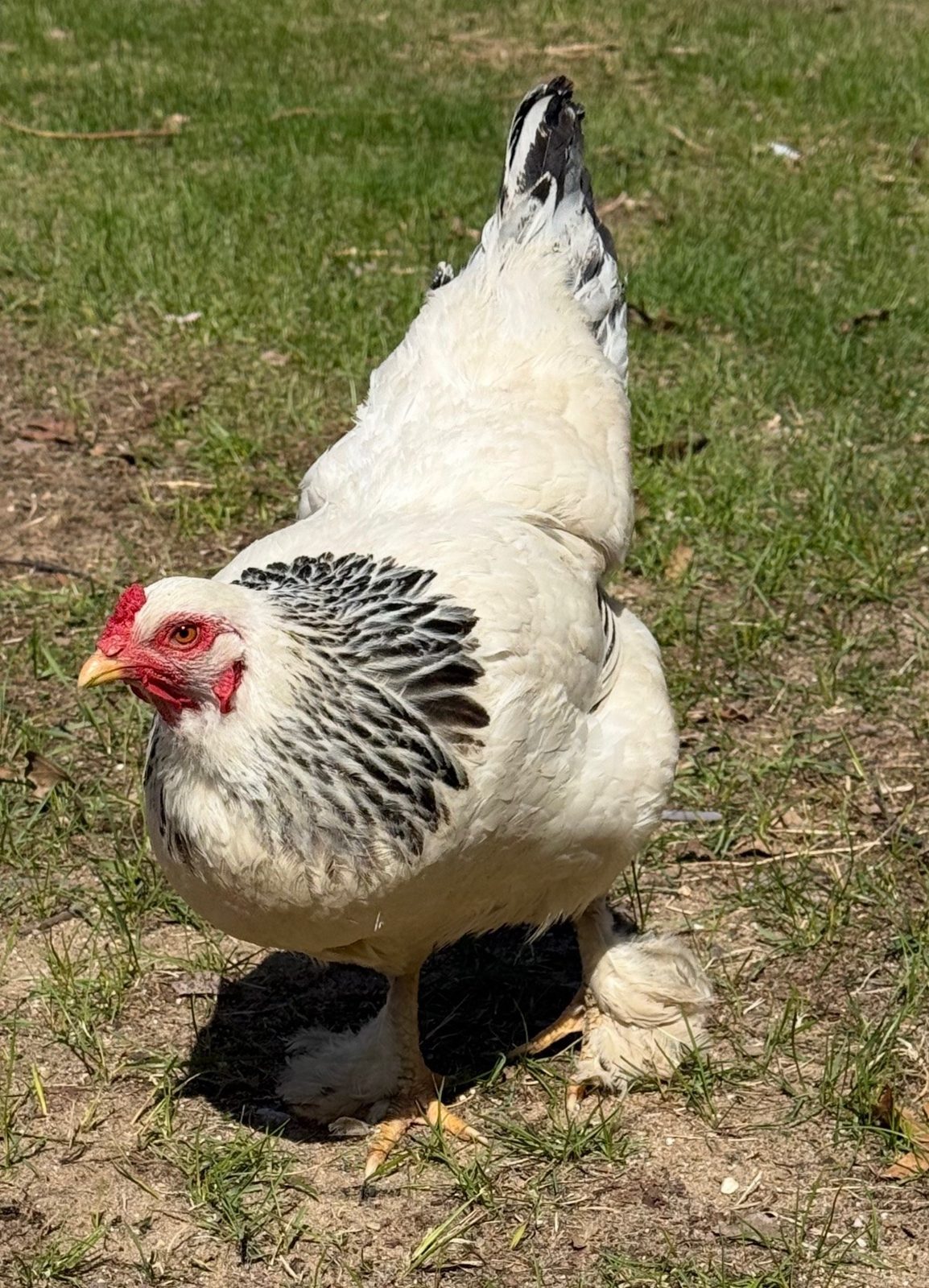 Light Brahma - Live Bird