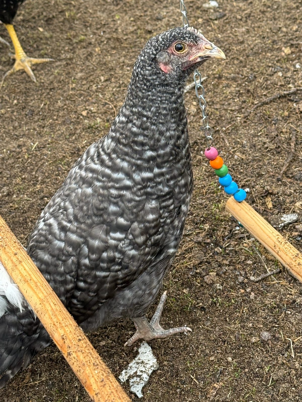 Mystery Fibro - Live Bird