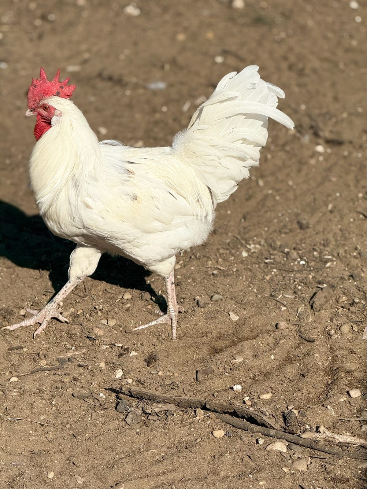 Zombie Chickens - Live Bird